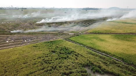 Aerial-view-open-fire-at-rice-paddy-field-after-harvested-at-Malaysia.